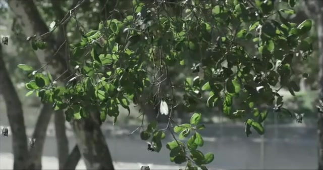 Cicada 2020 Tamil Movie HDRip 480p